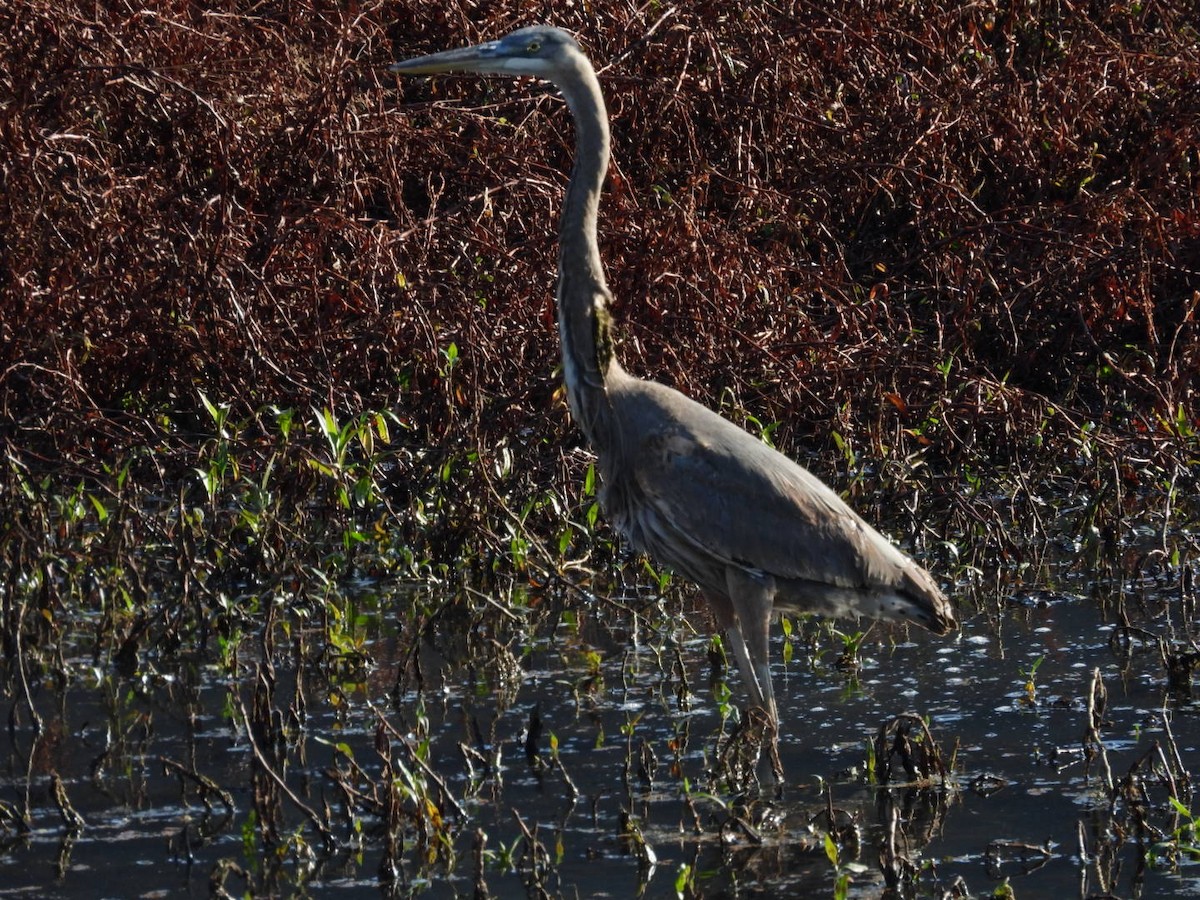Great Blue Heron - ML645693003