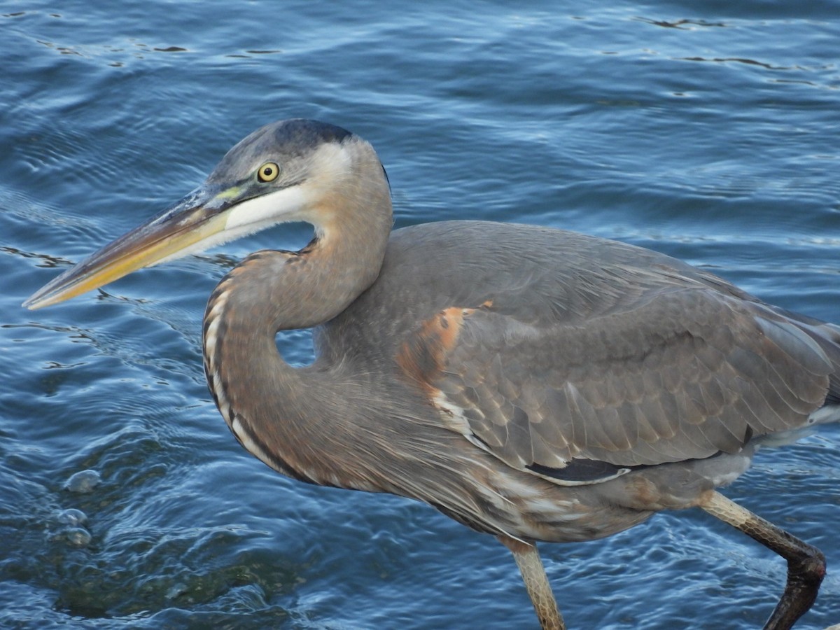 Great Blue Heron - ML645693004