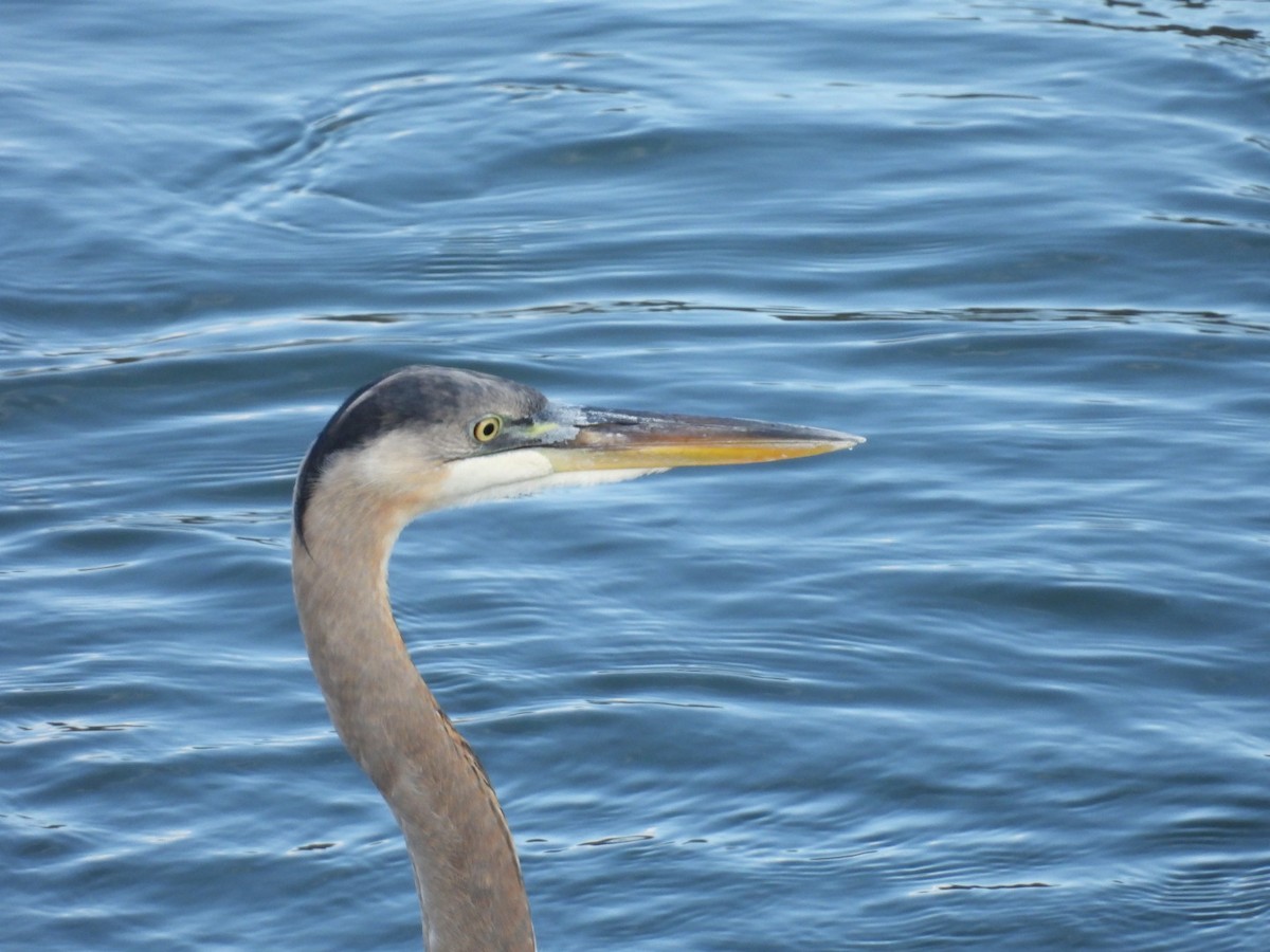 Great Blue Heron - ML645693005