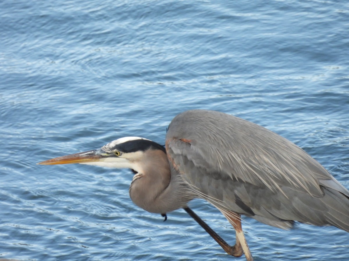 Great Blue Heron - ML645693006
