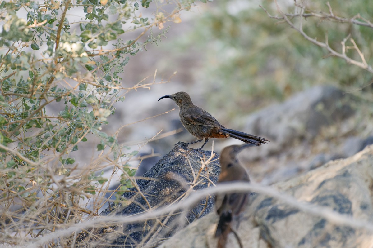 Crissal Thrasher - ML645693014