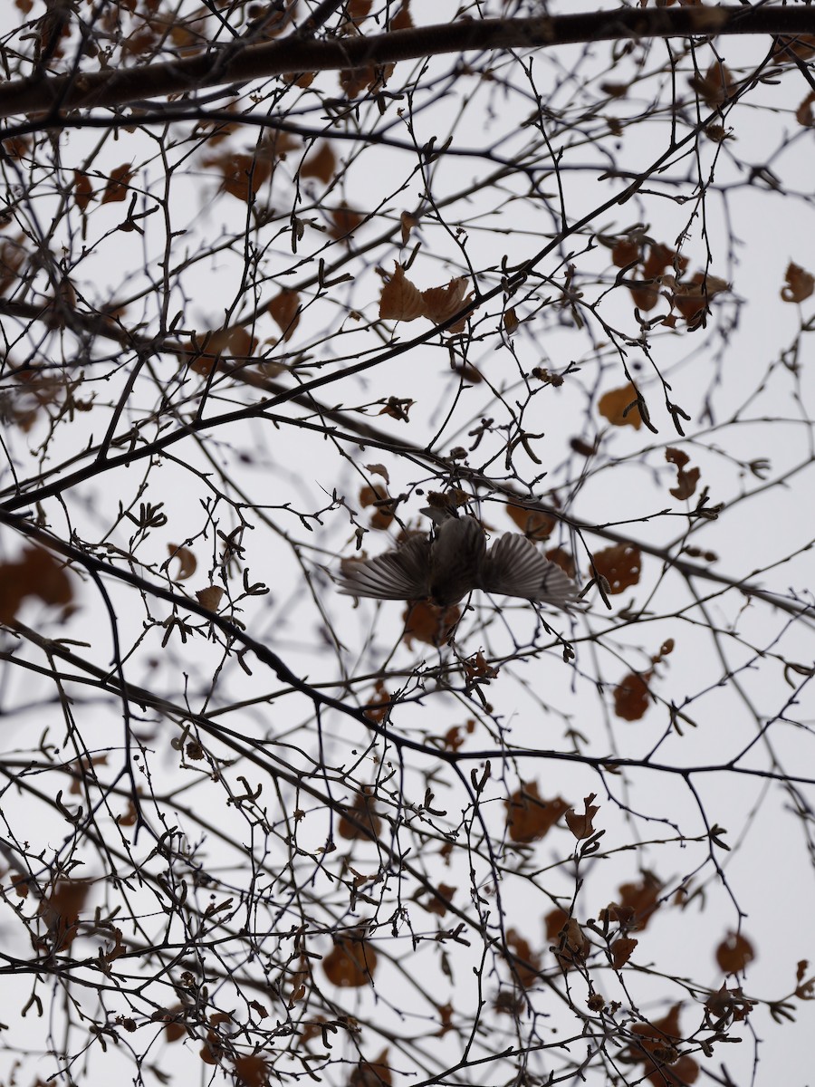 Redpoll - ML645693018