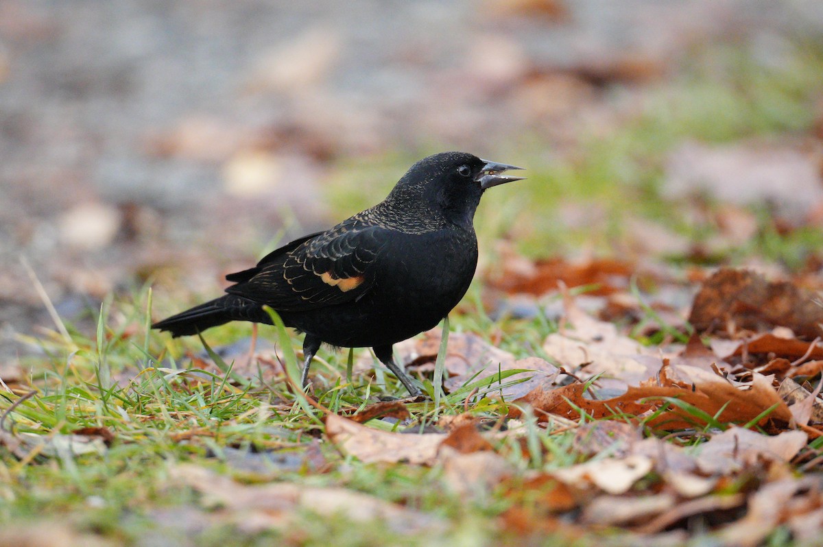 Red-winged Blackbird - ML645693024