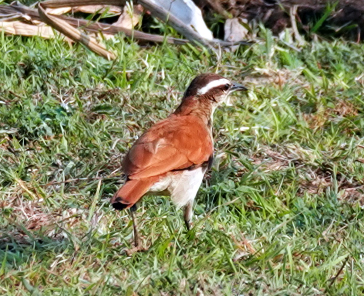 Wing-banded Hornero - ML645693028