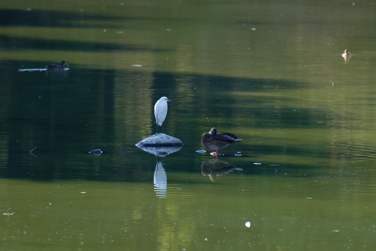 Snowy Egret - ML645693029