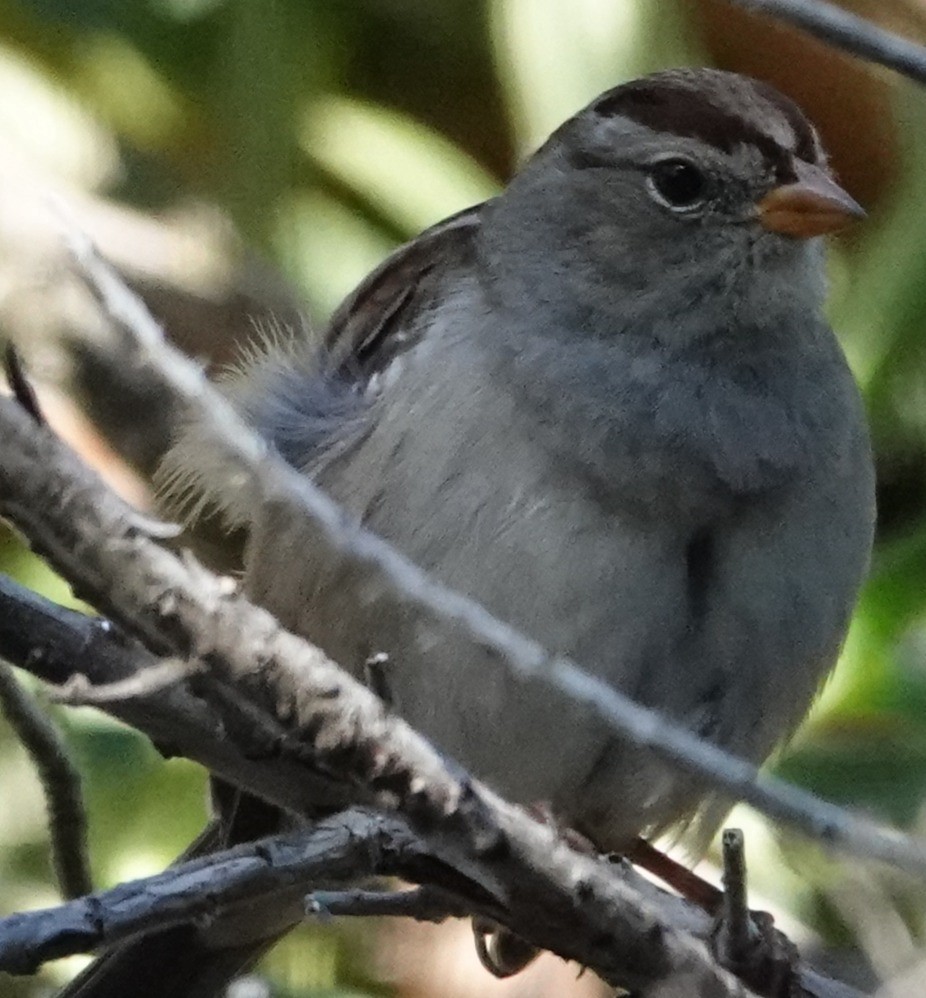 White-crowned Sparrow - ML645693047