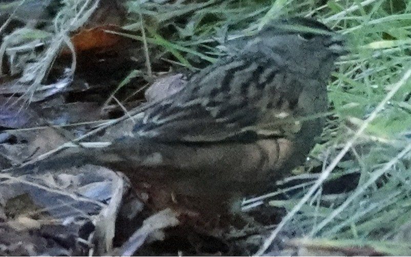 Golden-crowned Sparrow - ML645693059