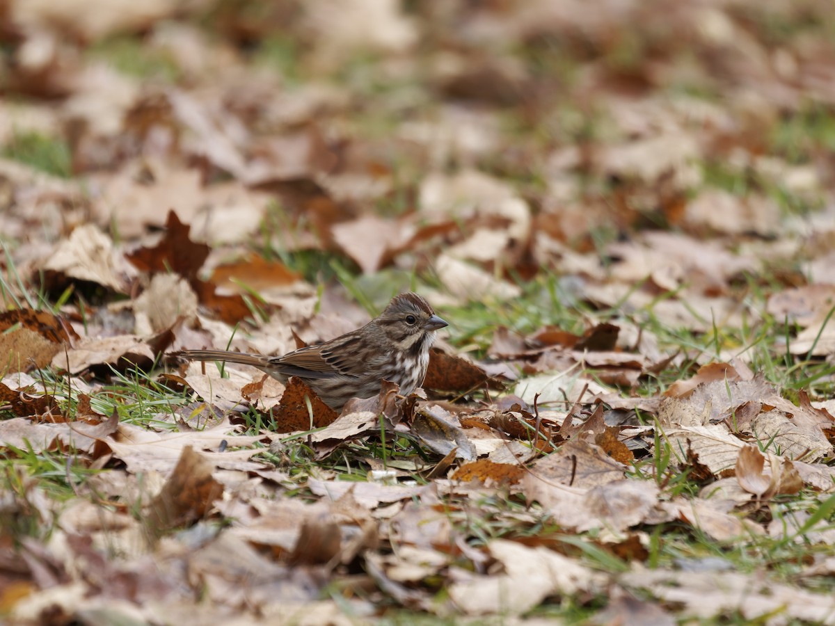 Song Sparrow - ML645693060