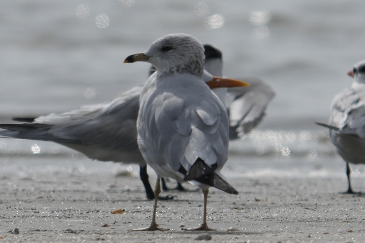 Piping Plover - ML645693061