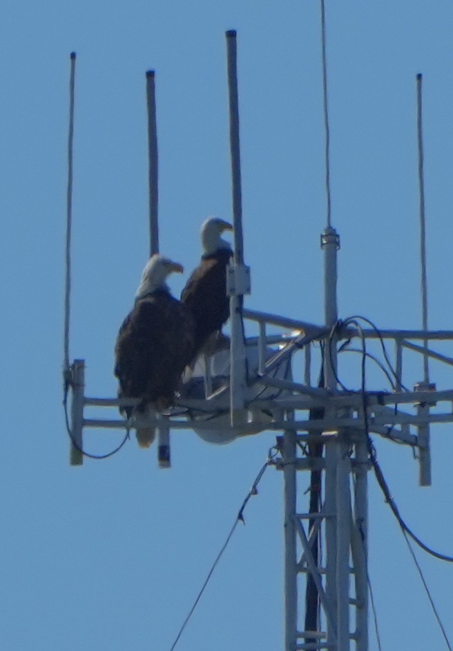 Itsas arrano buruzuria - ML645693062