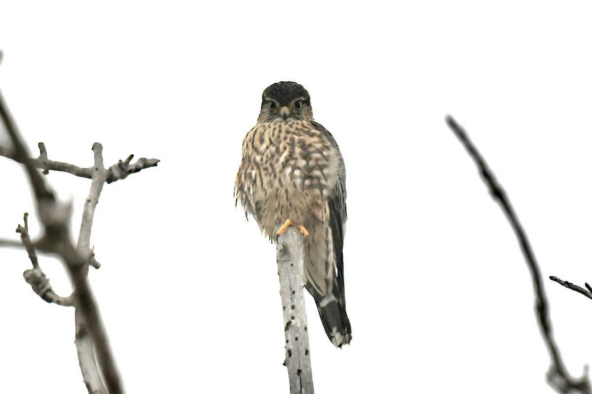 Belatz txikia - ML645693064