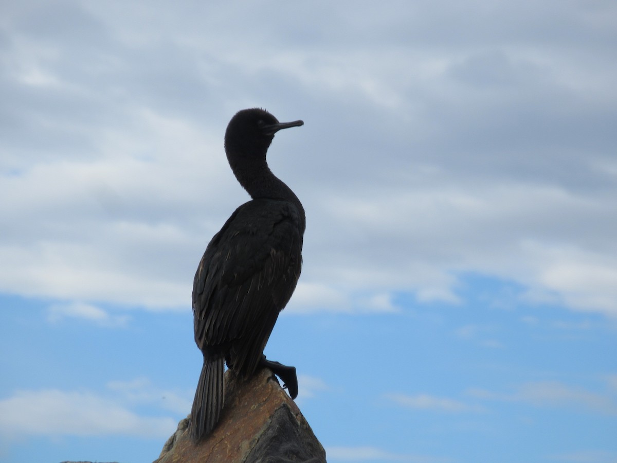 Murgil mendebaldarra - ML645693066