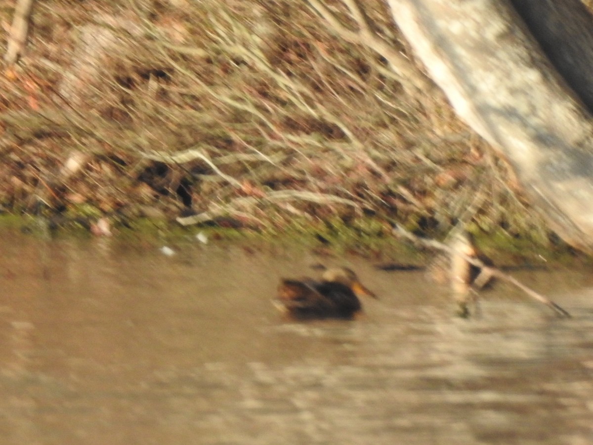 Ahate mokozabal zuria - ML645693067