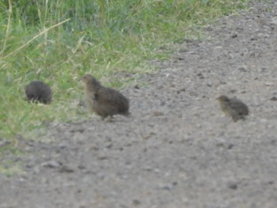 Brown Quail - ML645693068
