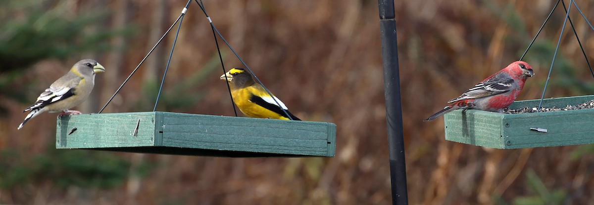 Pinu-gailupa - ML645693069