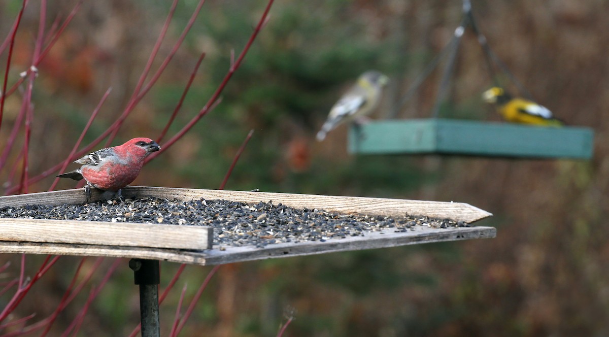 Pinu-gailupa - ML645693070