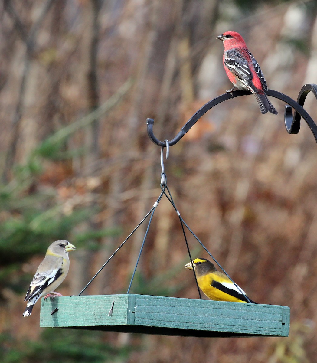 Pinu-gailupa - ML645693071