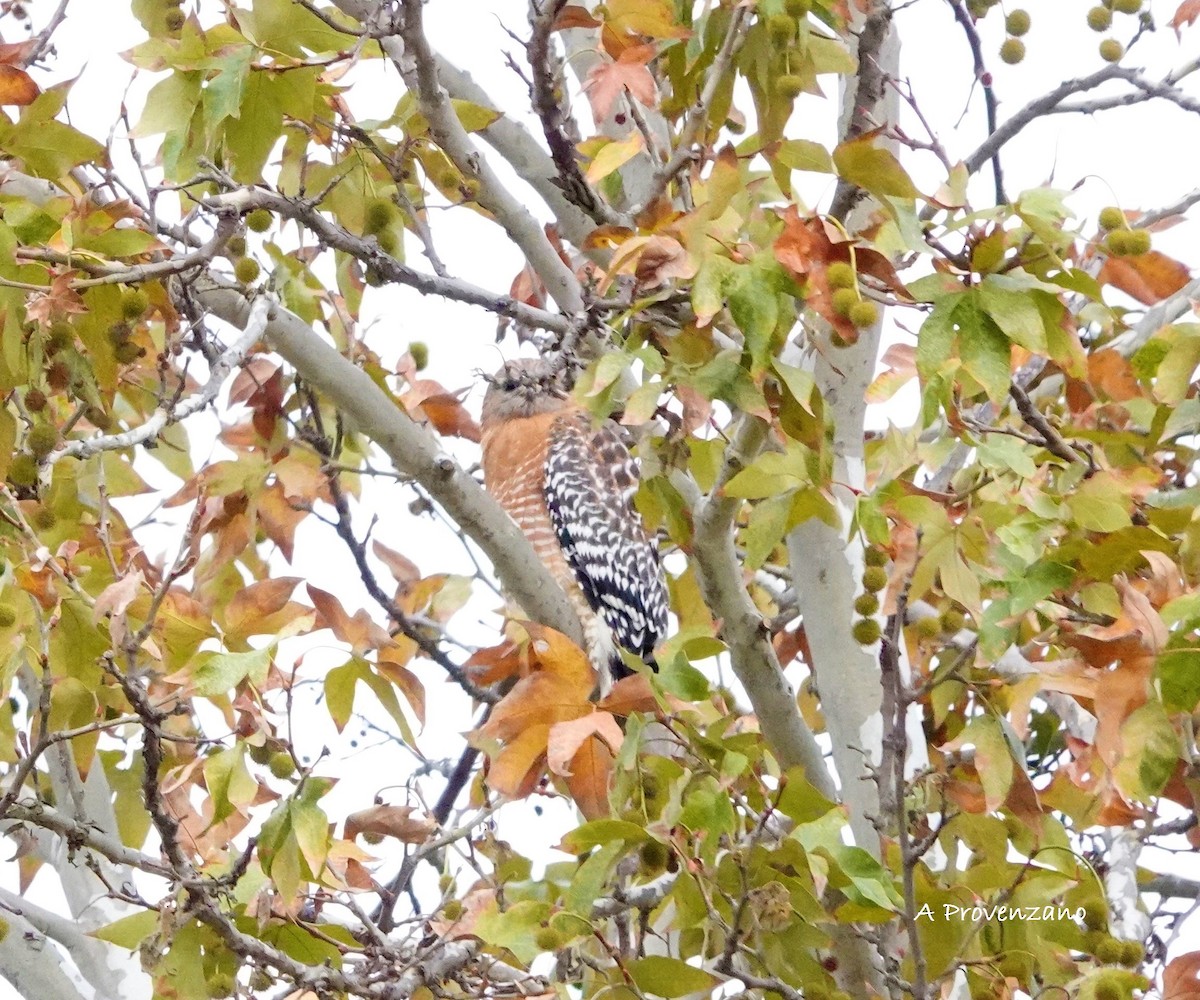 Red-shouldered Hawk - ML645693072