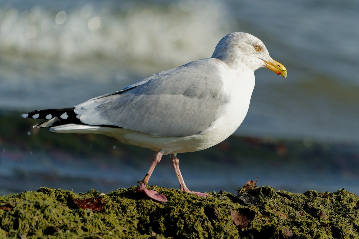 Goéland hudsonien - ML645693073