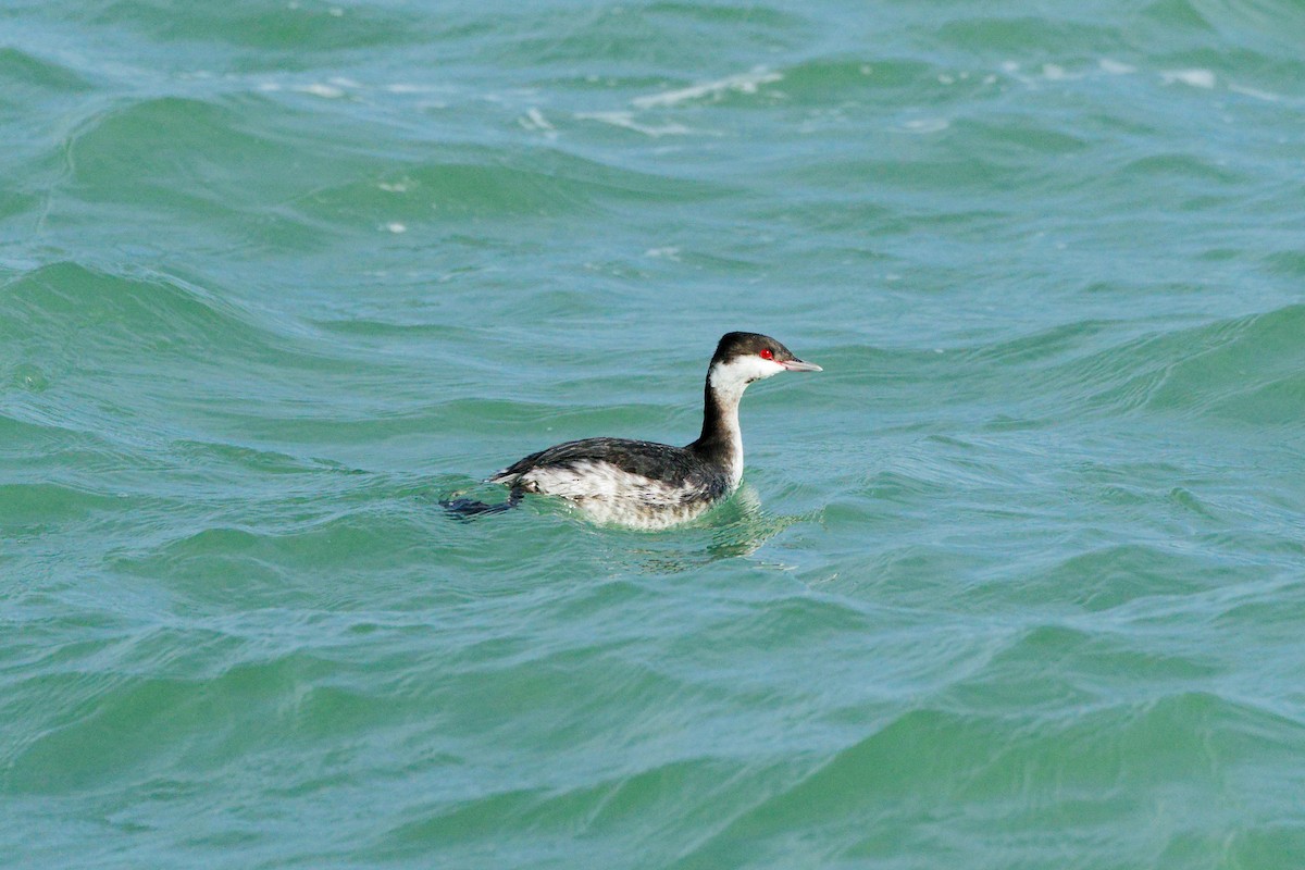 Grèbe esclavon - ML645693076