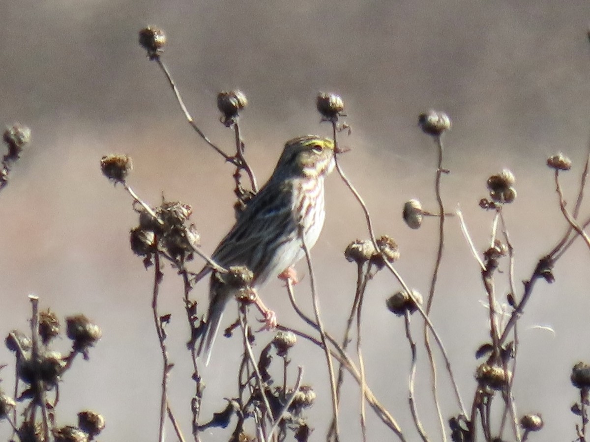 Savannah Sparrow - ML645693082