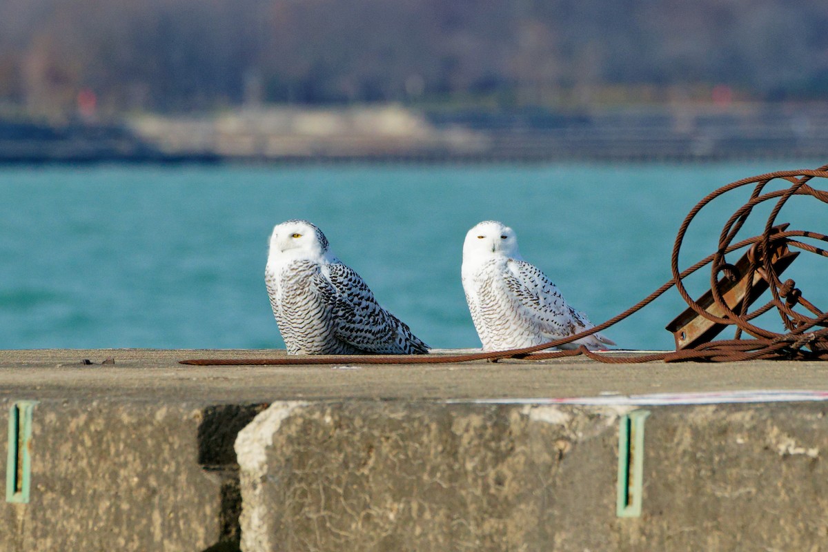 Snowy Owl - ML645693084