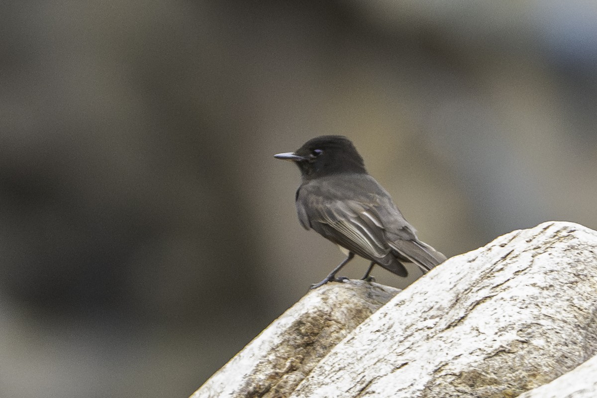 Black Phoebe - ML645693087