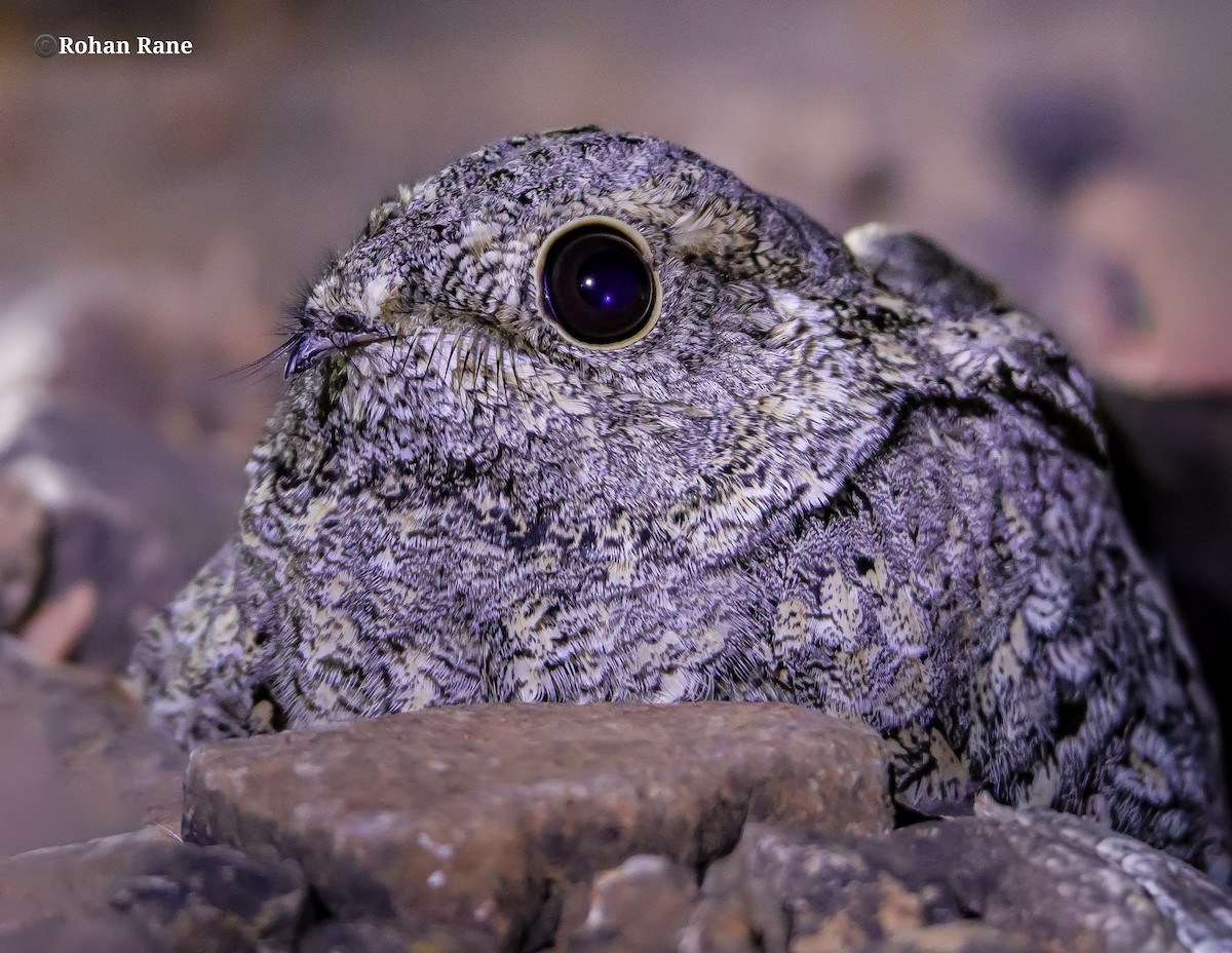 Sykes's Nightjar - ML645693094