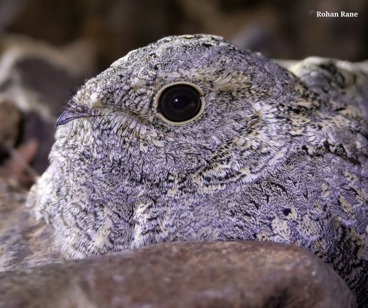 Sykes's Nightjar - ML645693095