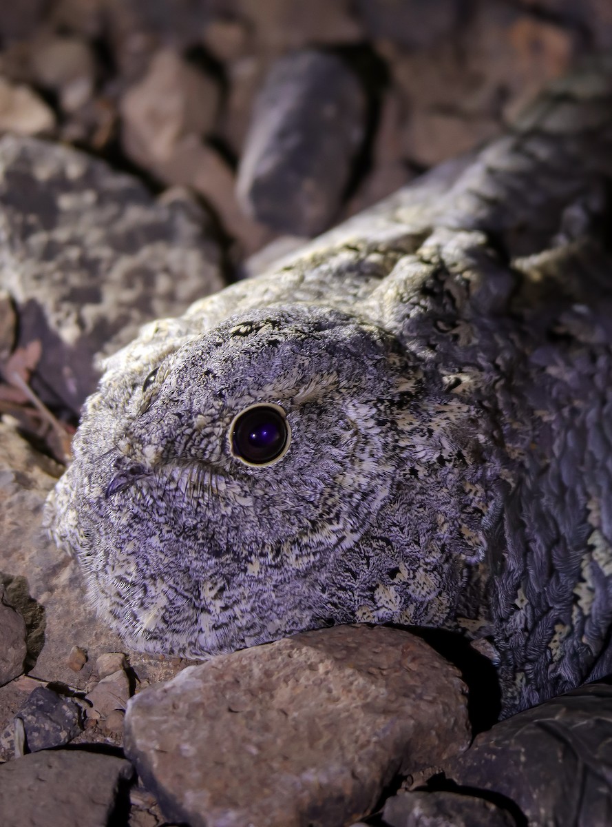 Sykes's Nightjar - ML645693096