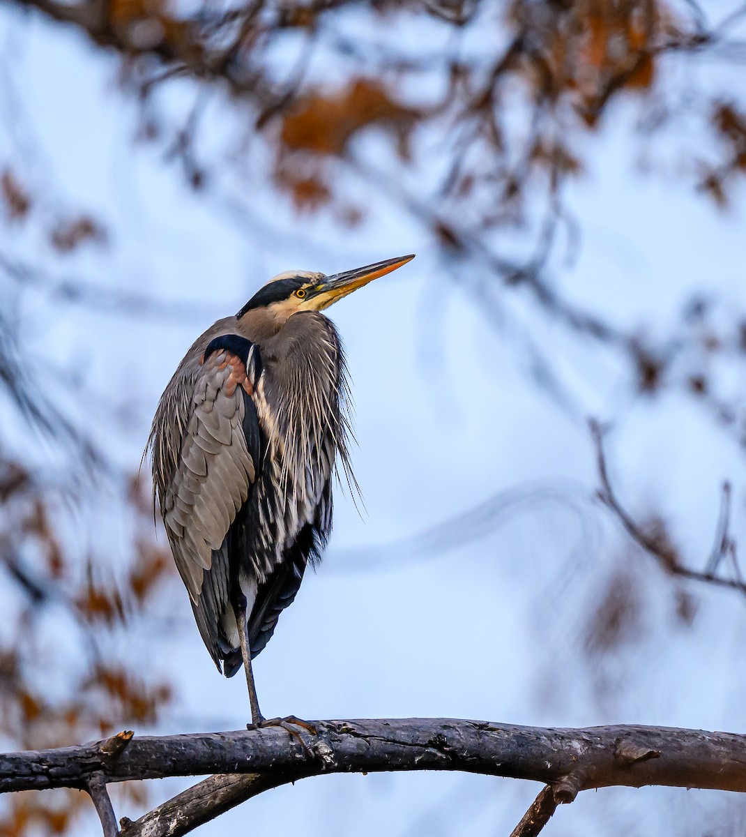 Great Blue Heron - ML645693103