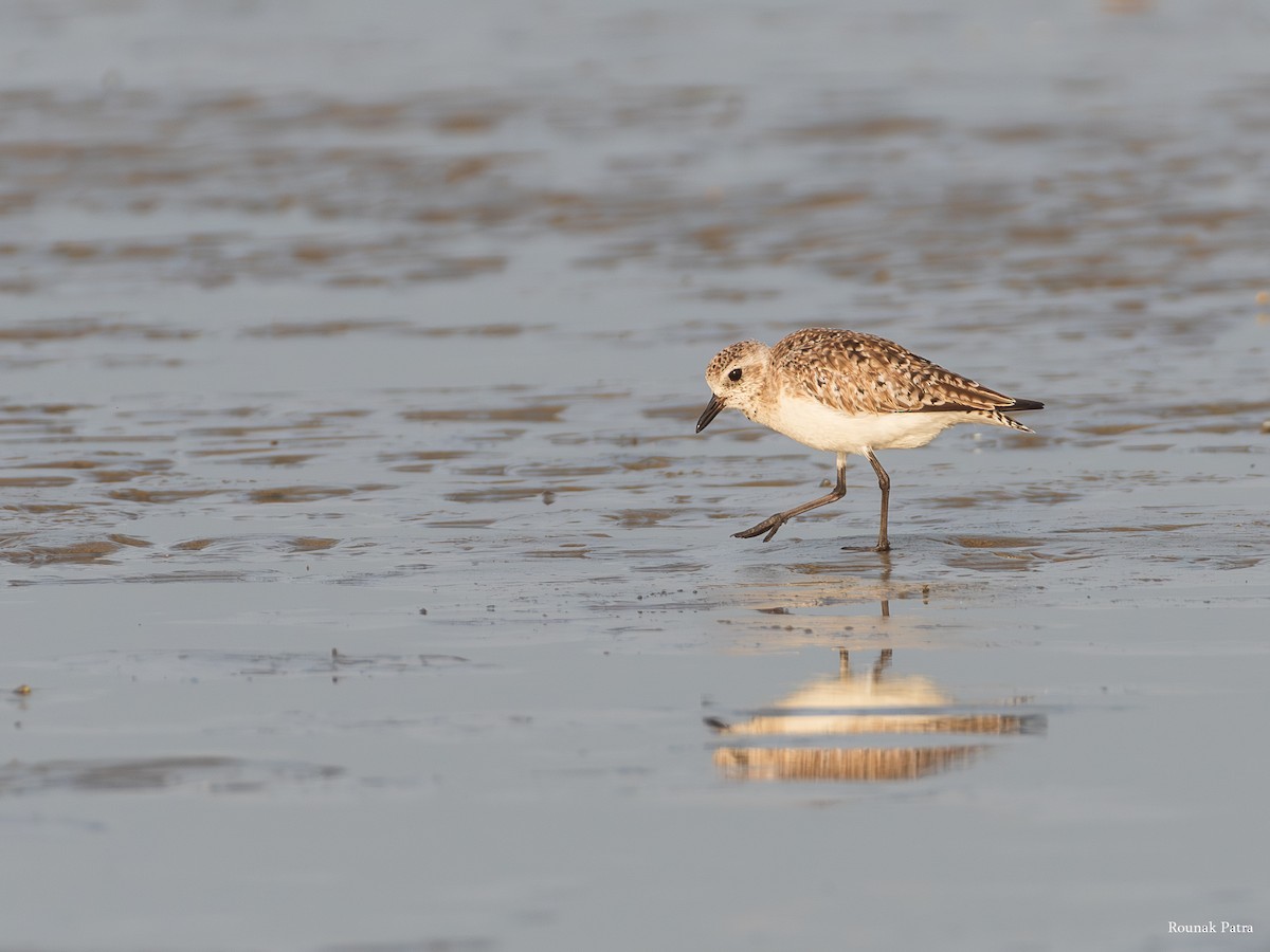 Black-bellied Plover - ML645693104