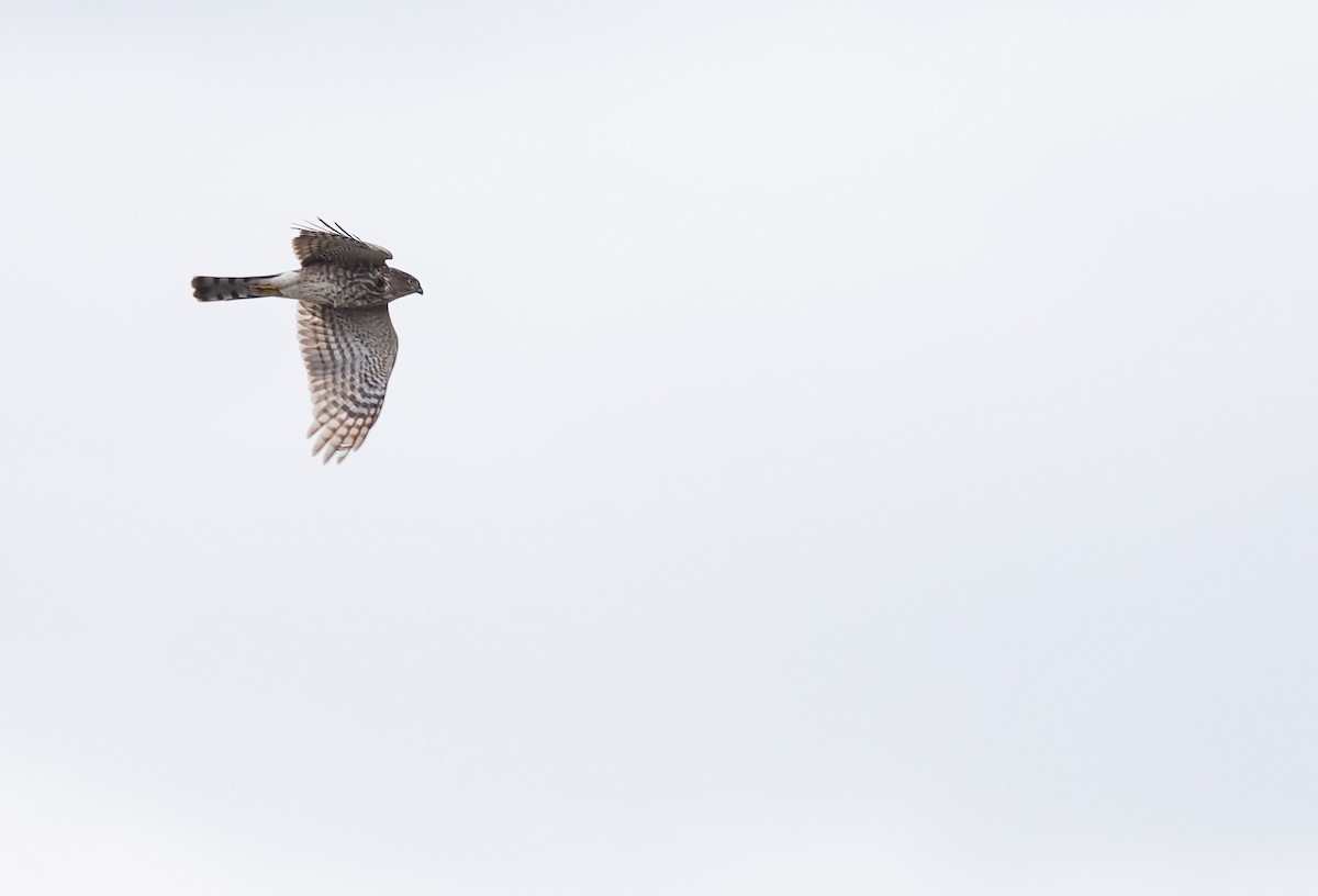 Sharp-shinned Hawk (Northern) - ML645693119