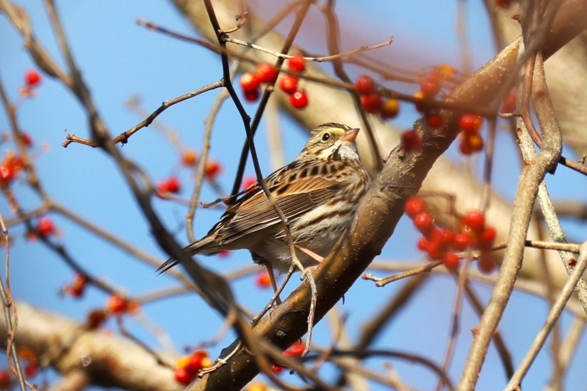 Savannah Sparrow - ML645693120