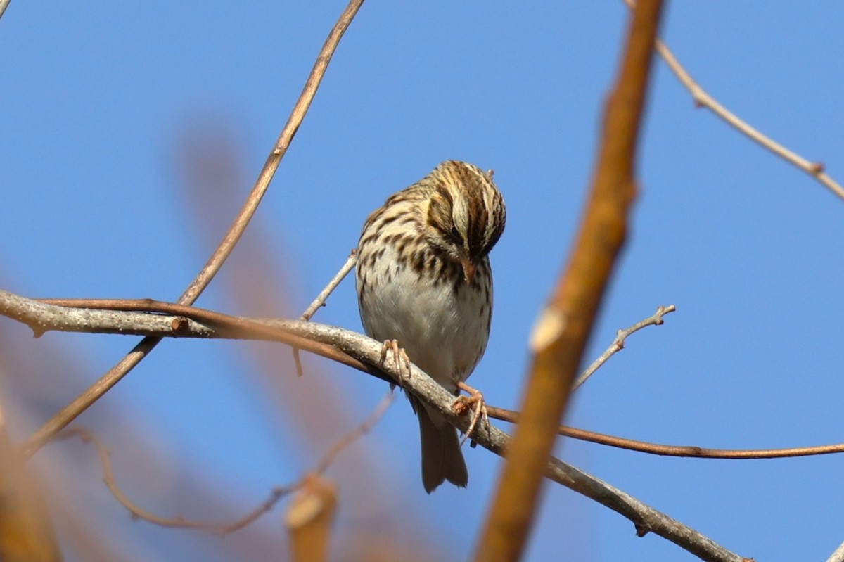 Savannah Sparrow - ML645693122