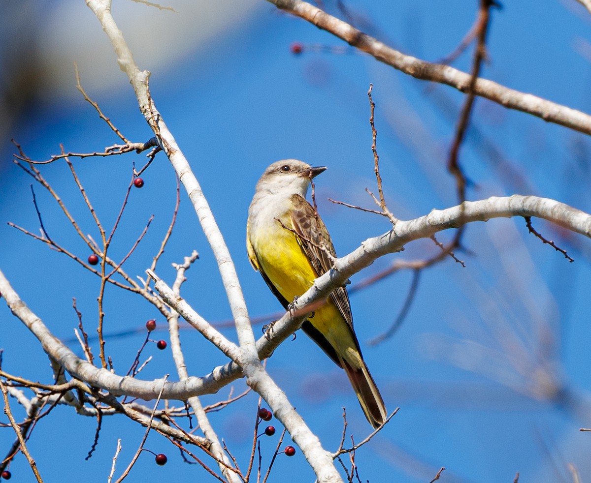 Western Kingbird - ML645693127