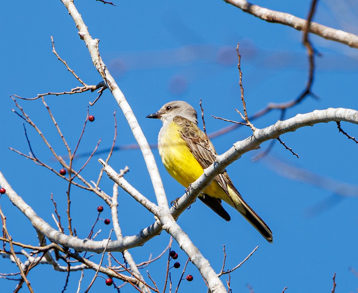 Western Kingbird - ML645693128
