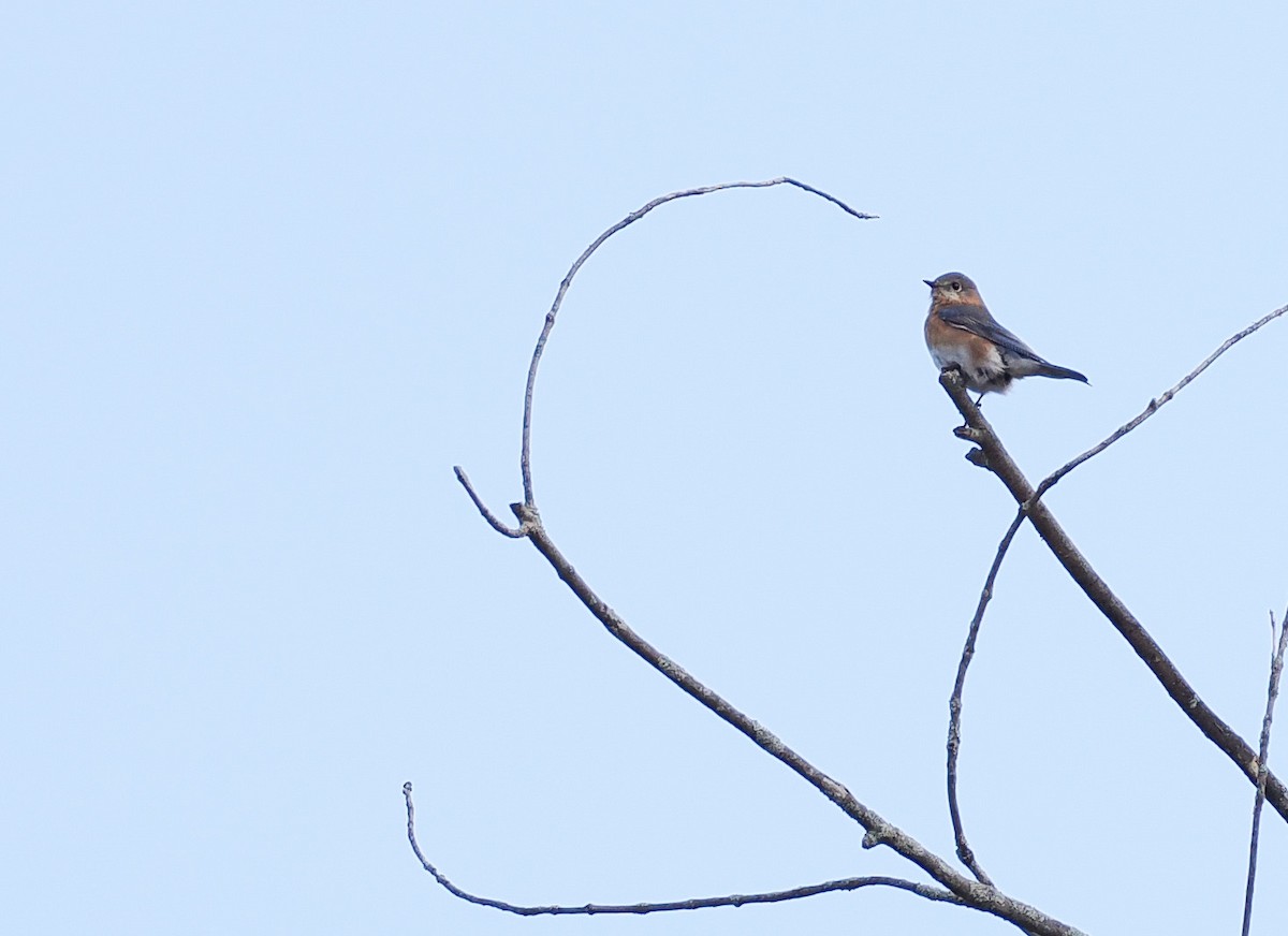 Eastern Bluebird - ML645693129
