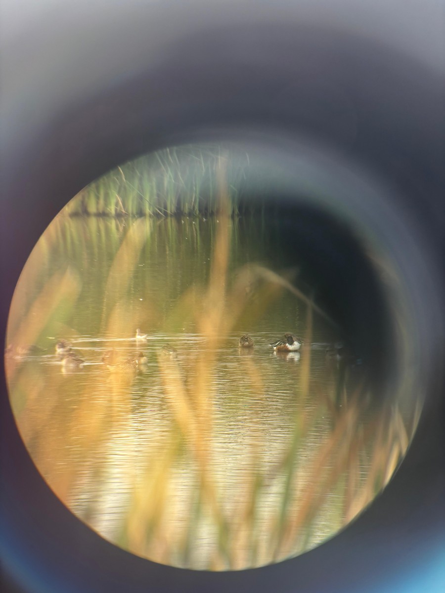 Wilsonwassertreter - ML645693150