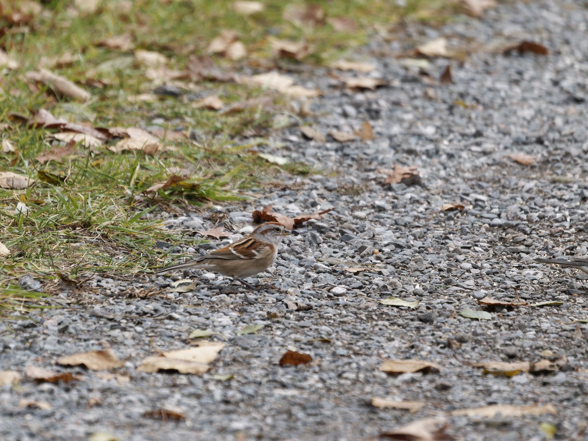 Пасовник північний - ML645693152