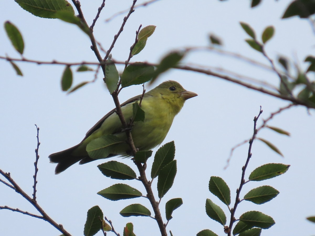 Піранга кармінова - ML645693153