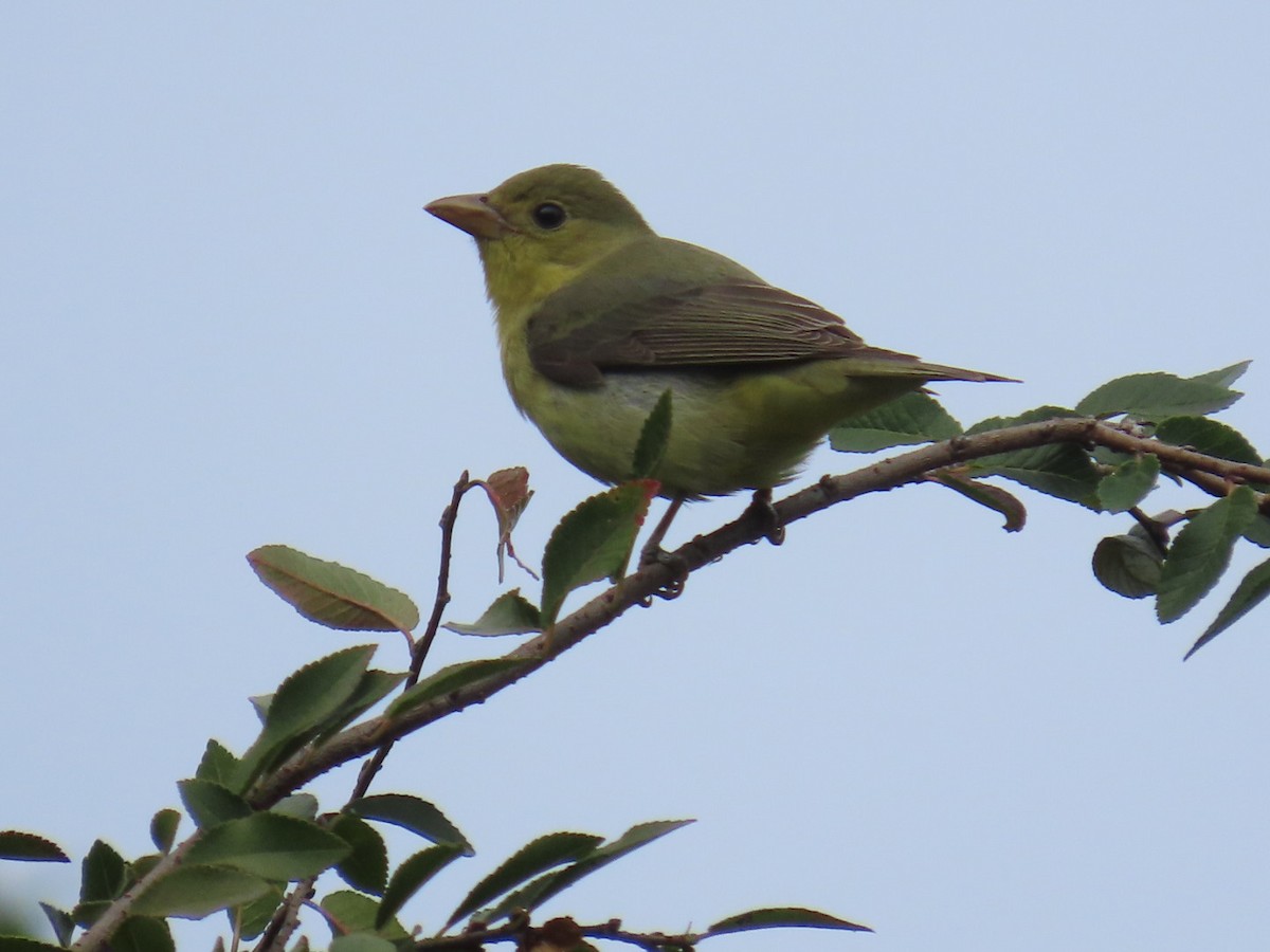 Піранга кармінова - ML645693154