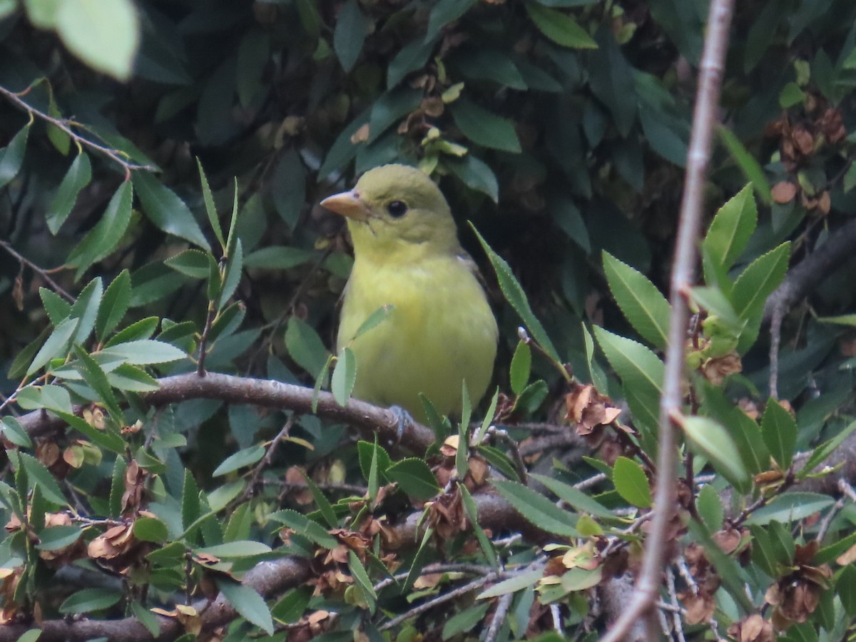 Піранга кармінова - ML645693155