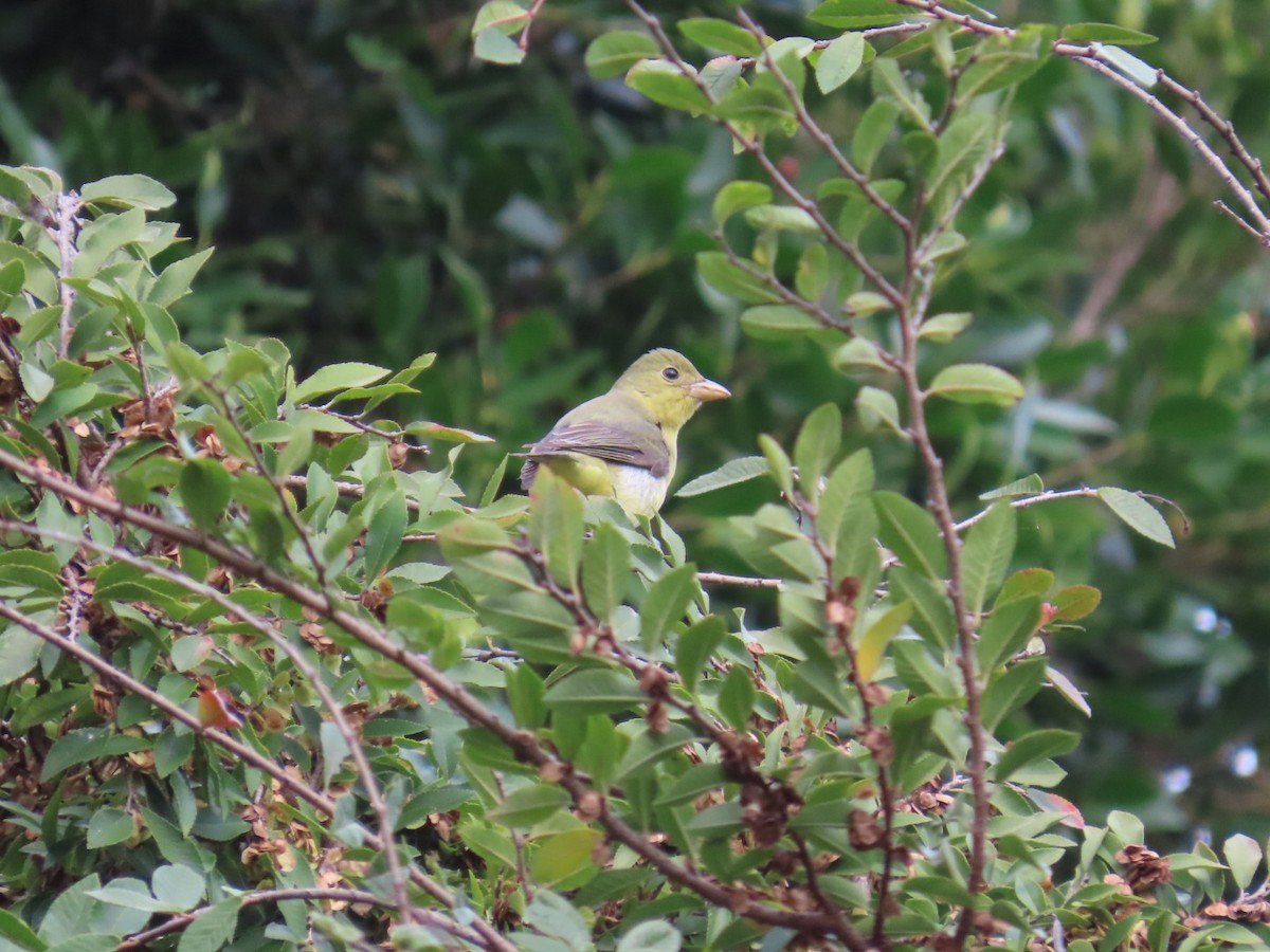 Піранга кармінова - ML645693156