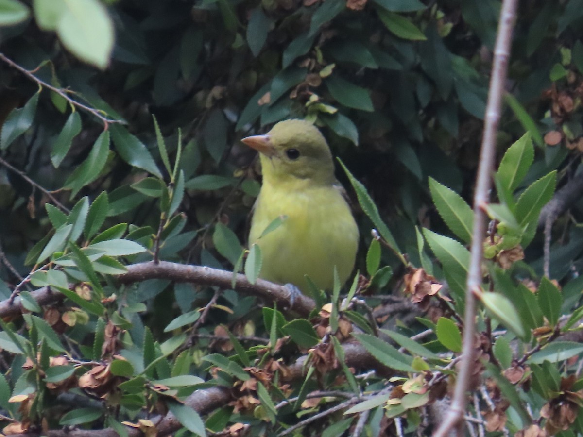 Піранга кармінова - ML645693157