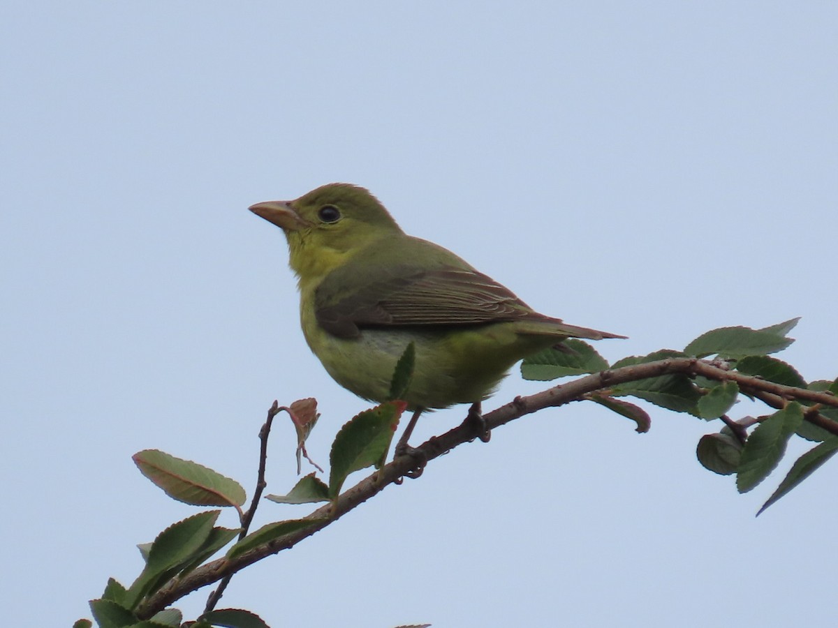 Піранга кармінова - ML645693158