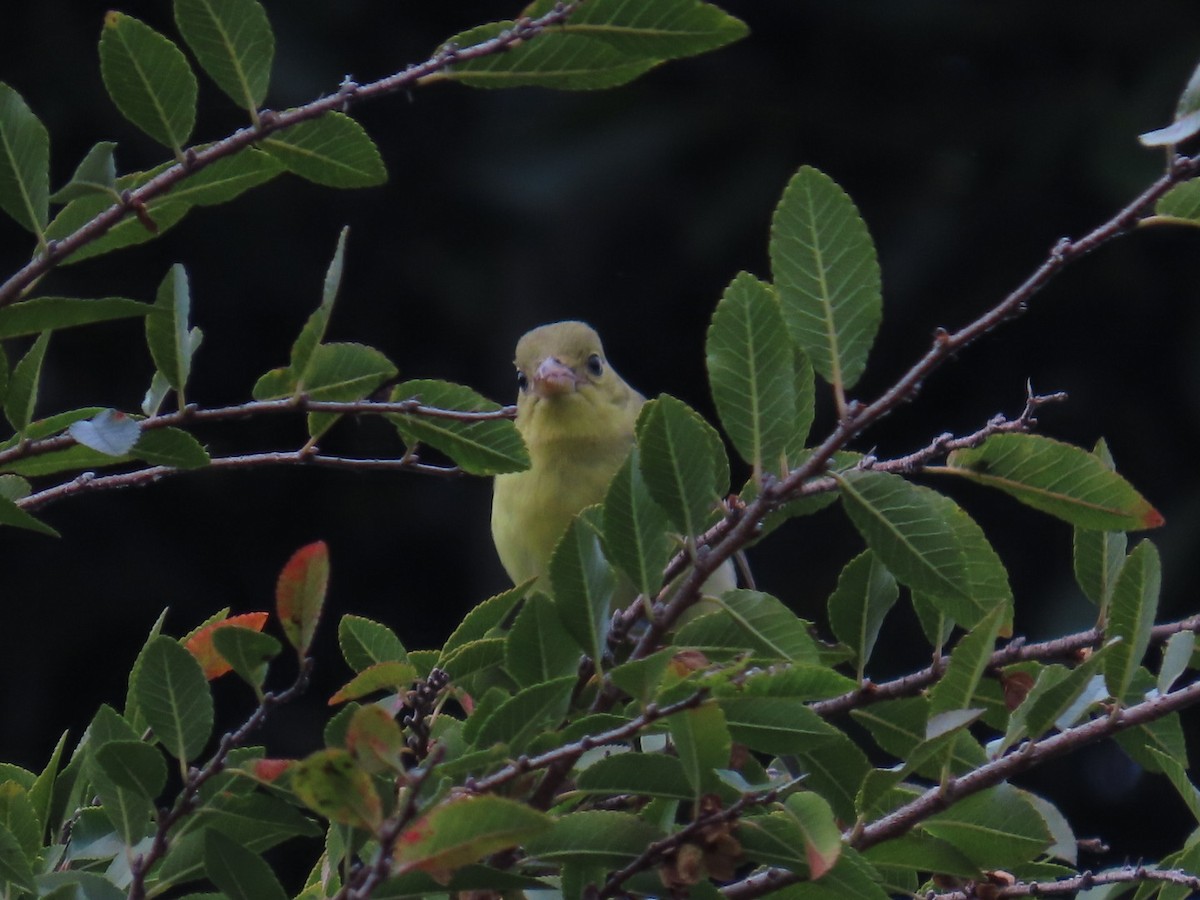 Піранга кармінова - ML645693159