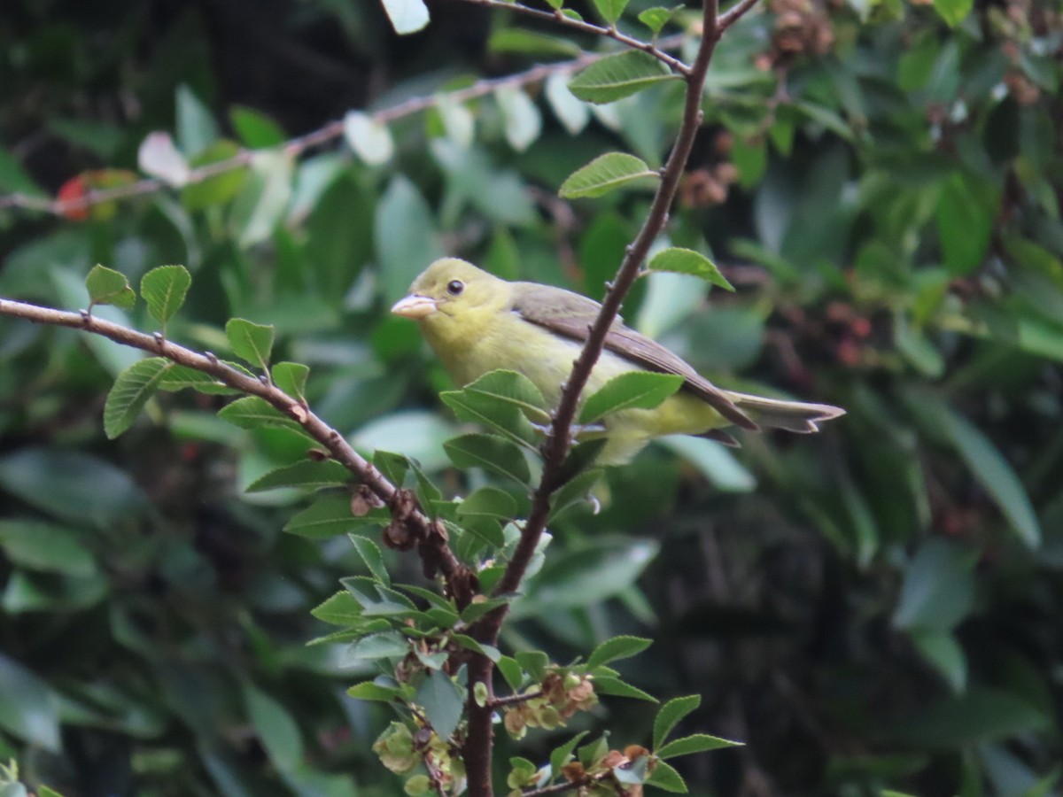 Піранга кармінова - ML645693160