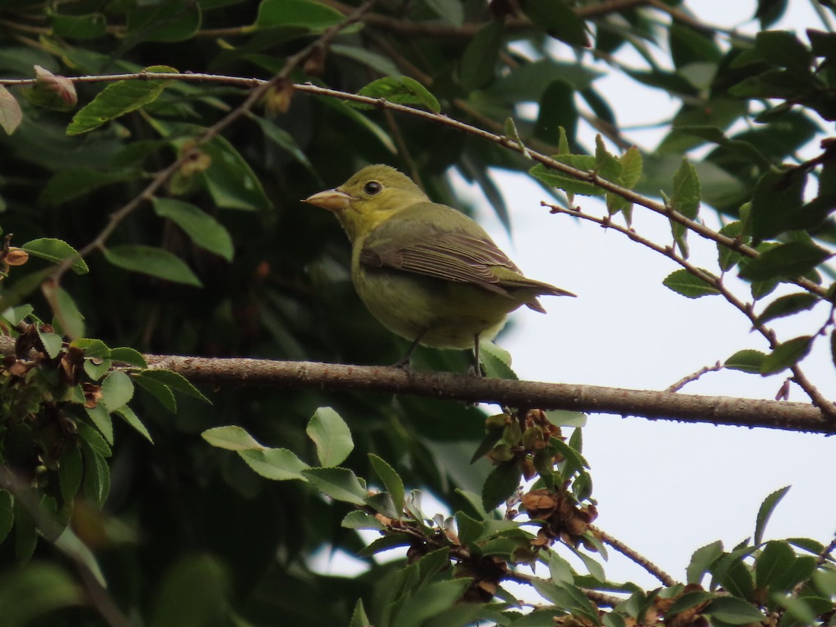Піранга кармінова - ML645693161