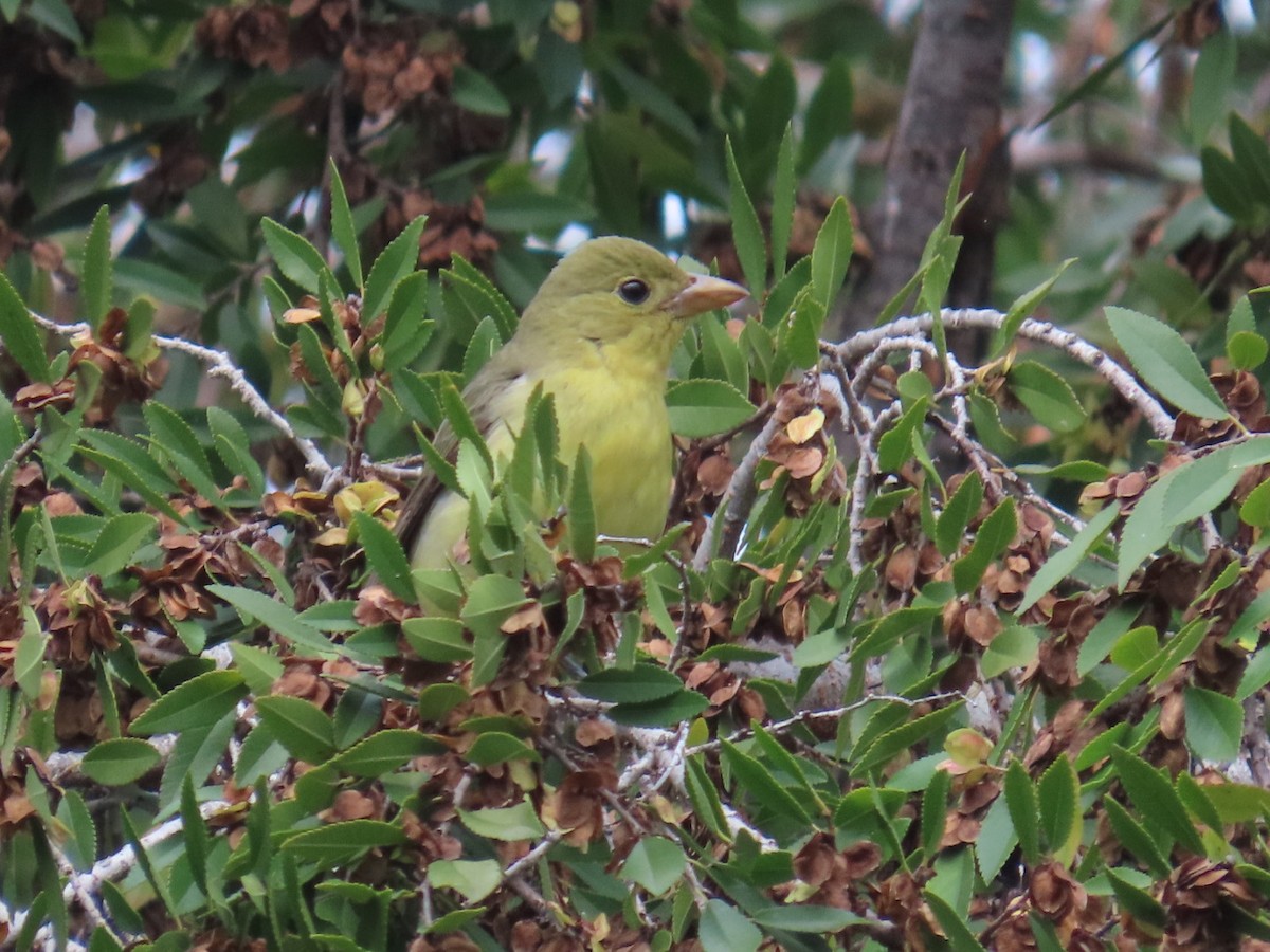 Піранга кармінова - ML645693162
